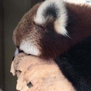 Meet your Posher, Caleb